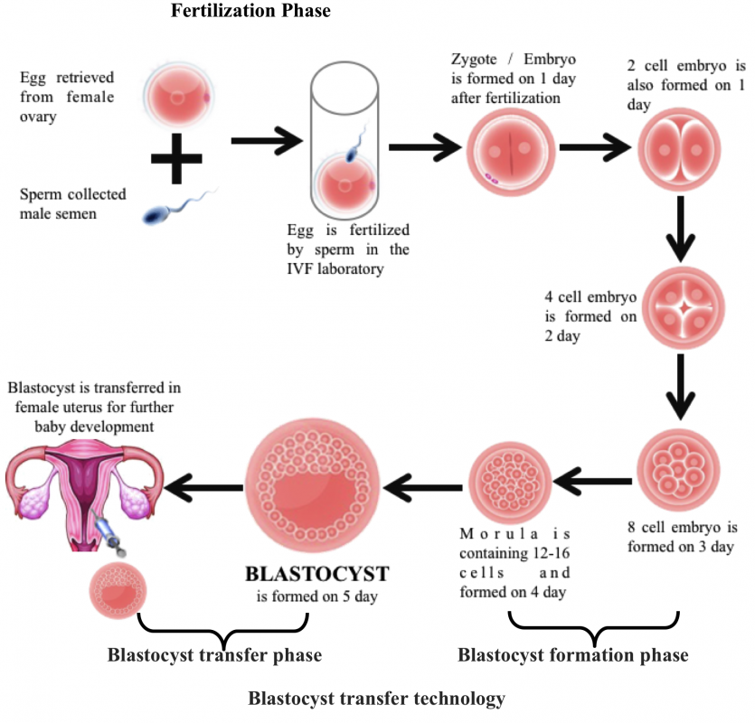 BLASTOCYST TRANSFER PROCESS