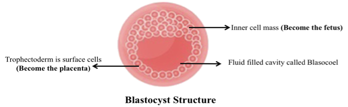 BLASTOCYST TRANSFER PROCESS