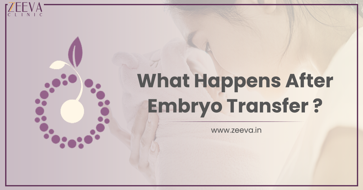 Embryo Transfer