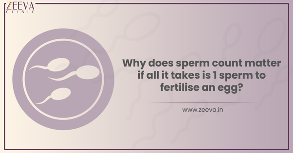 Sperm to fertilise an egg